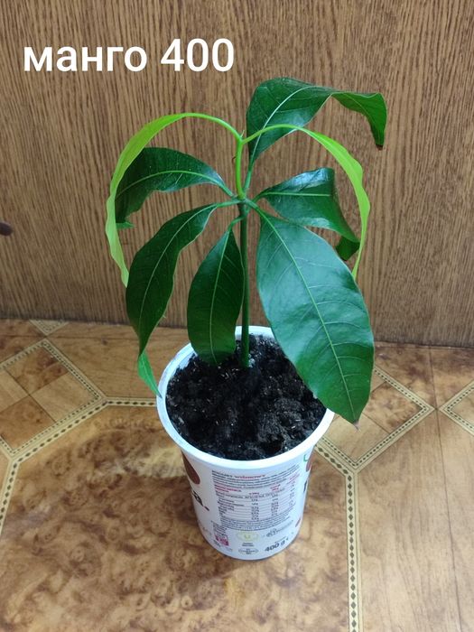 Заміокулькас чорний равен, лавровий лист, каламондин ,манго