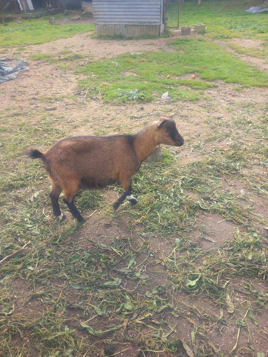 Vendo cabra anã  possibilidade de estar prenha