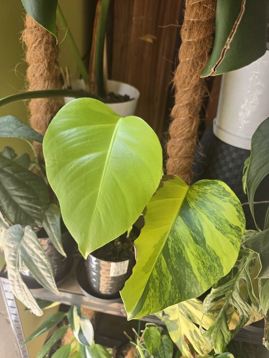 Szczyt monstera marmorata