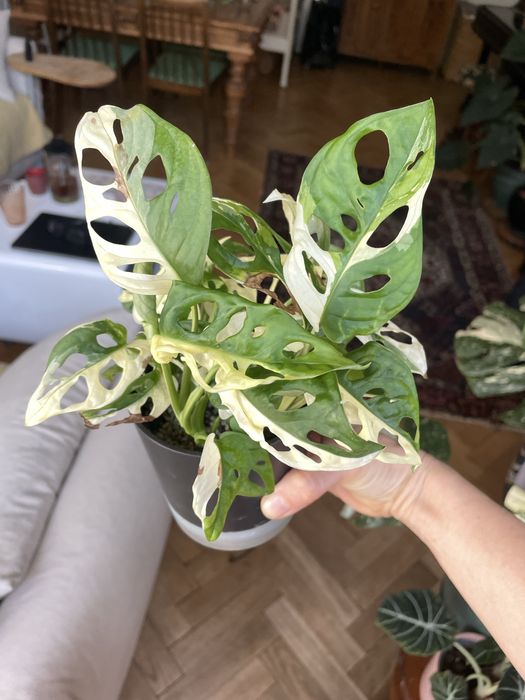 Monstera adansonia variegata
