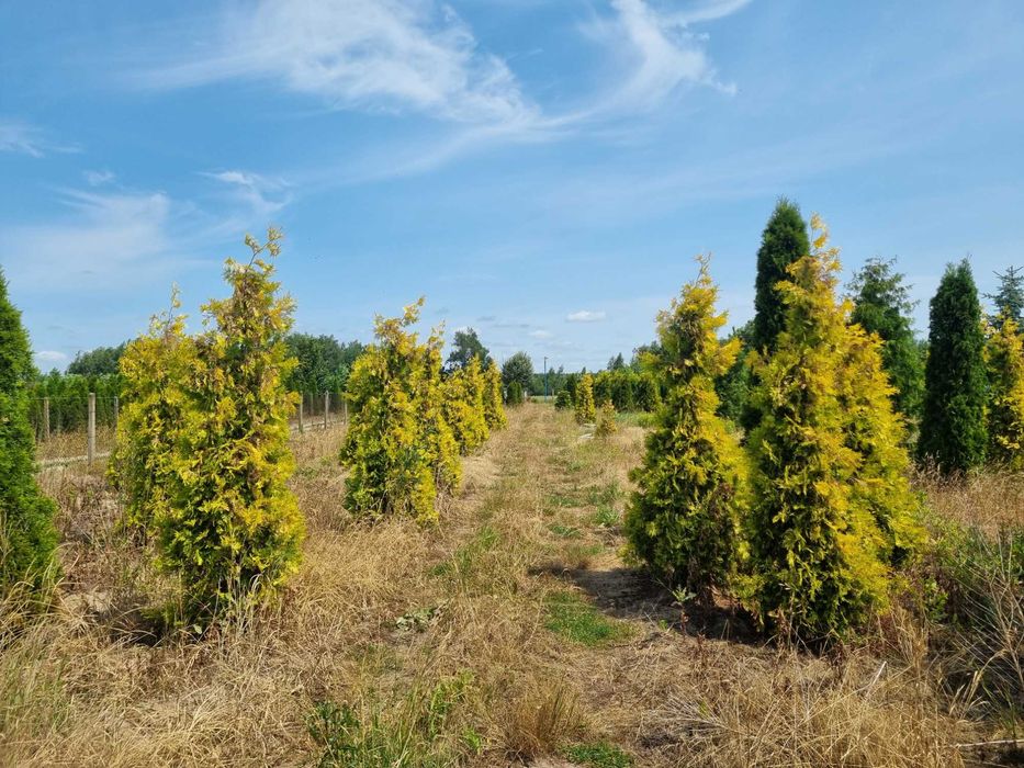 Tuja aureospicata 220cm-100zł 240cm-110zł !!Promocja!!