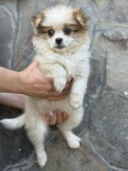 Паті колор шпиць