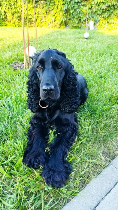 Cocker spaniel suczka czekoladowa