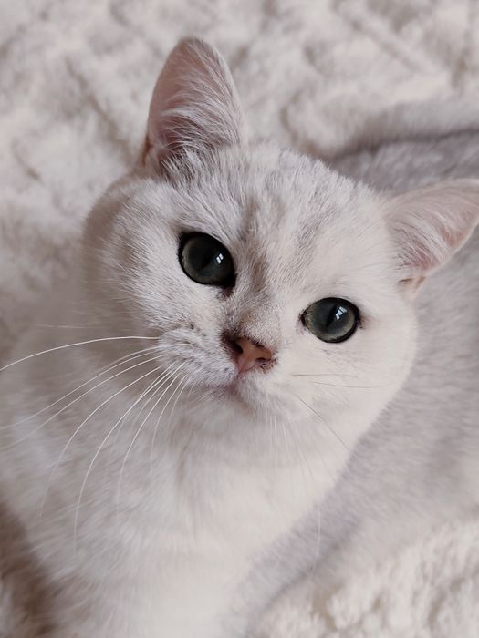 Srebrny cieniowany kociak brytyjski krótkowłosy kocurek