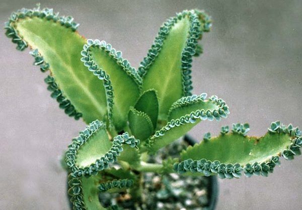 Żyworódka sadzonki