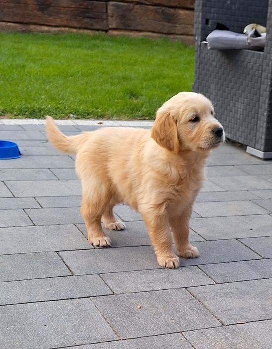 Pieski Golden Retriever