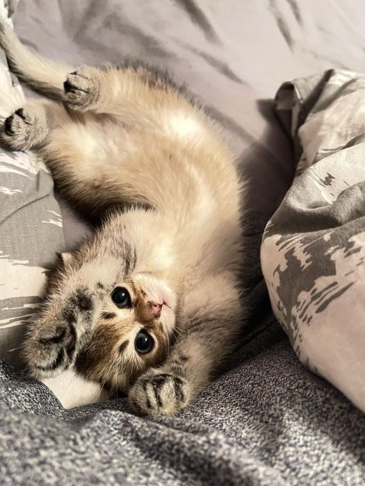 золота шиншила чистокровна