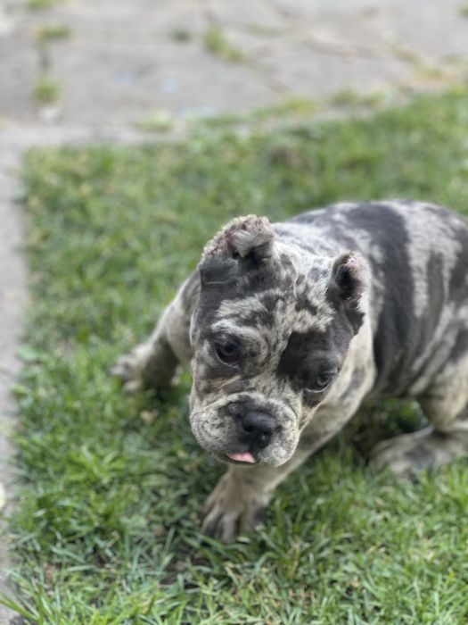 Американский булли