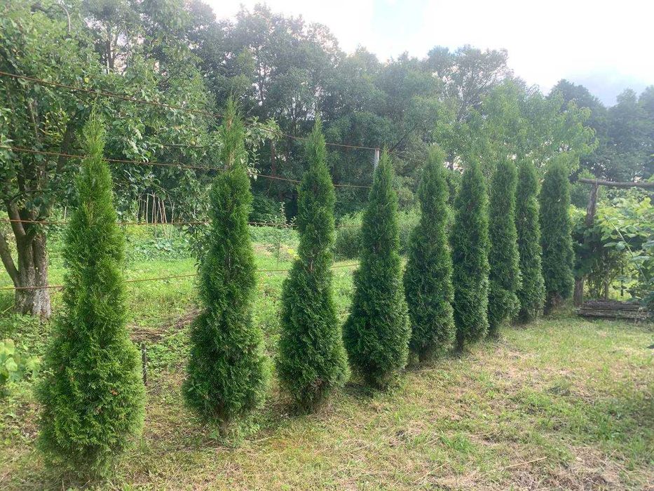 Туя смарагд 2м продам