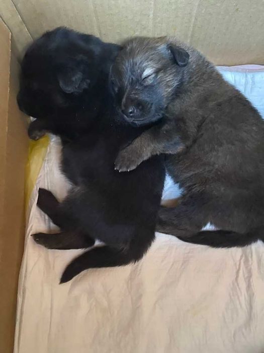 Szczeniaki szukają domu