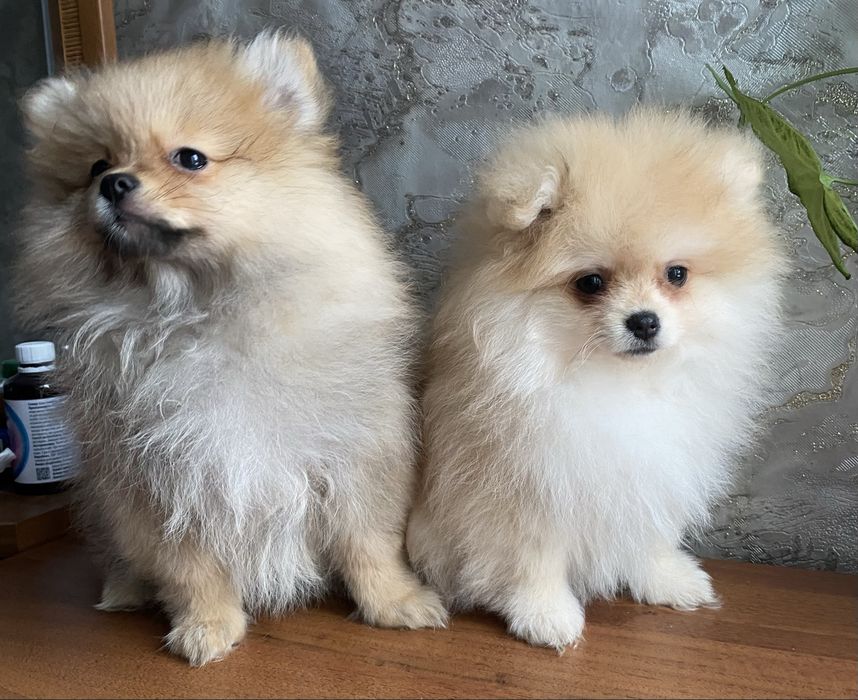 Мальчик и девочка шпиц