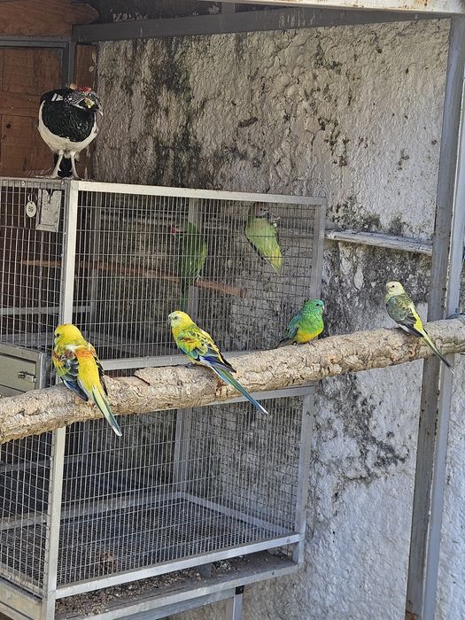 Red rumped  procuram novo lar