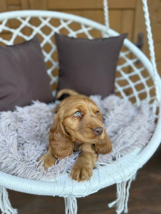 Cocker spaniel angielski Piesek
