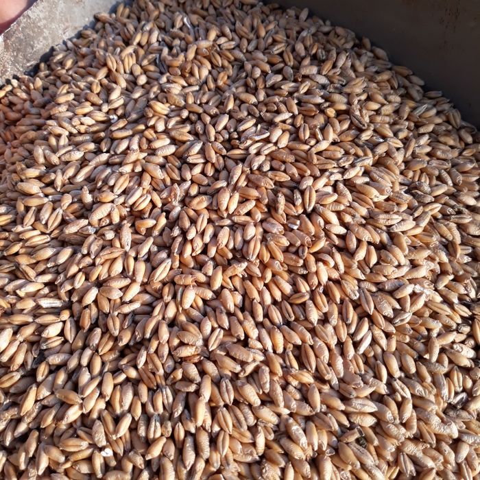 Sprzedam pszenżyto.