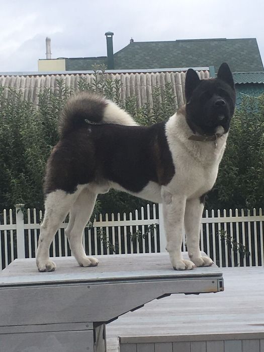 Американська АКІТА хлопчик вязка