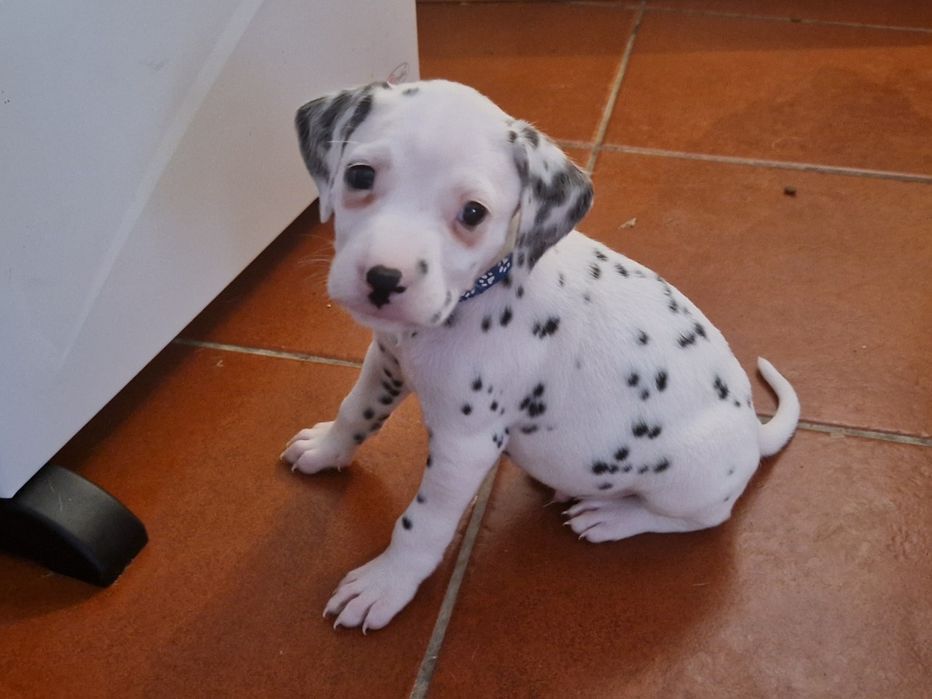 Dálmata lindíssimo