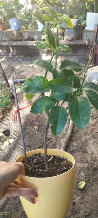 Бергамот сорт Кастаньяро