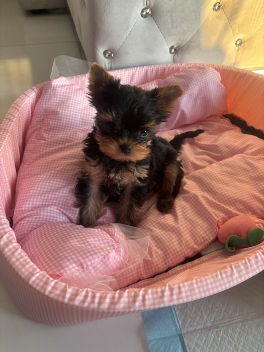 Yorkshire terrier xxs