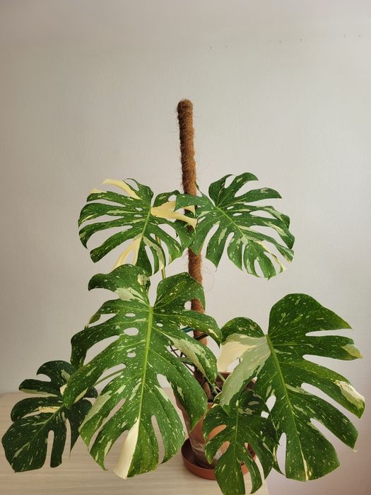 Monstera thai constellation