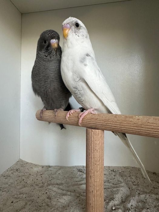 Casais de periquitos blackface