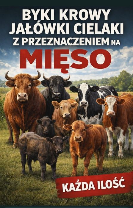 Skup Bydła Rzeźnego oraz Cieląt
