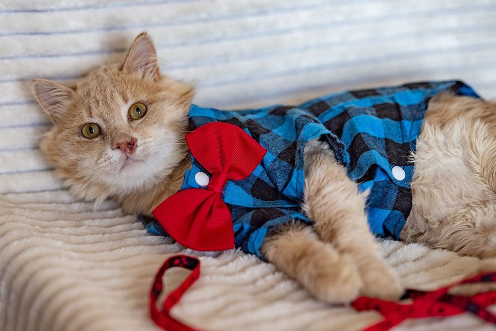 Котик Сантьяго ждёт тебя