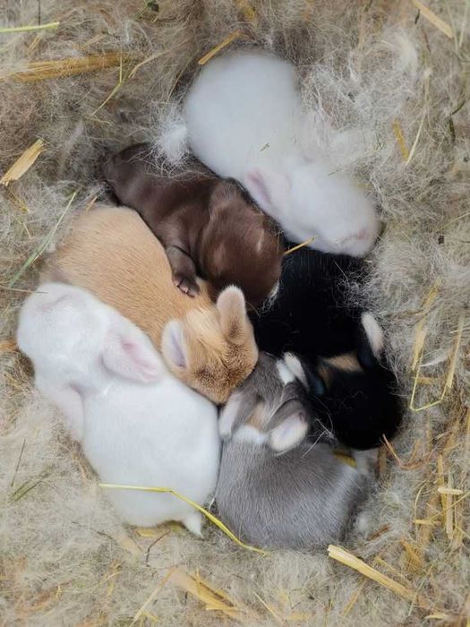Gaiolas para aves,pássaros , coelhos anões