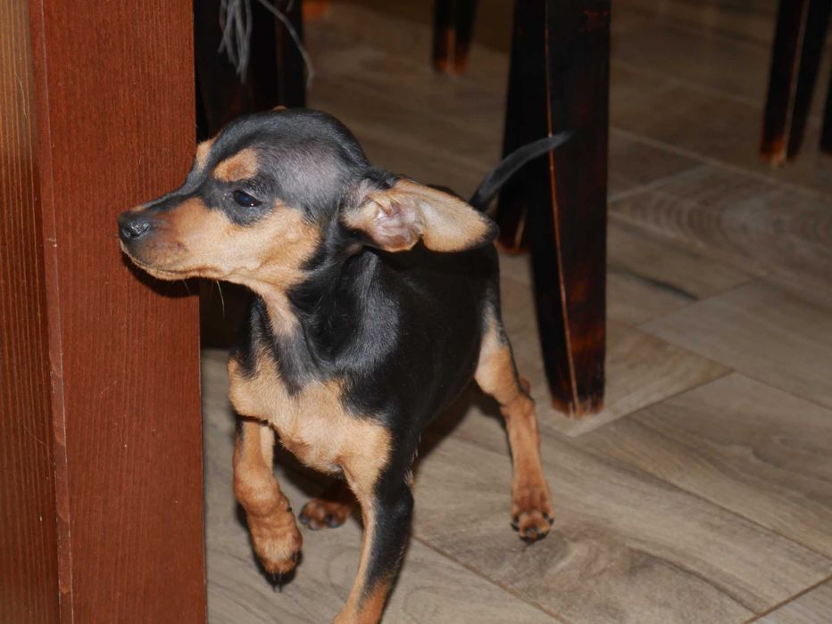 Pinczer Miniaturowy- suczka