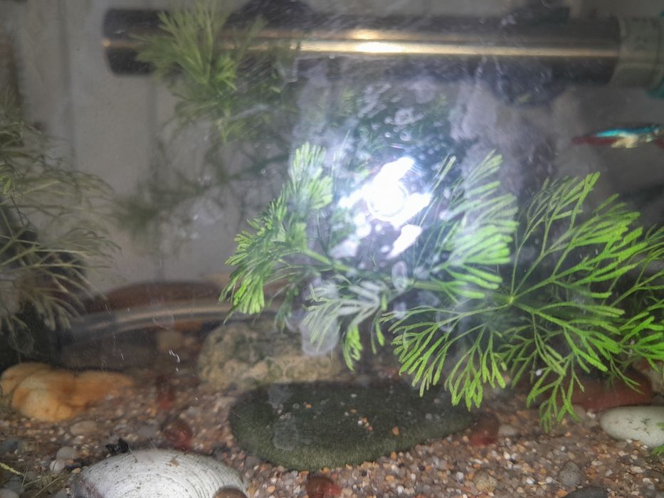 Limnophila sessiliflora e camarões