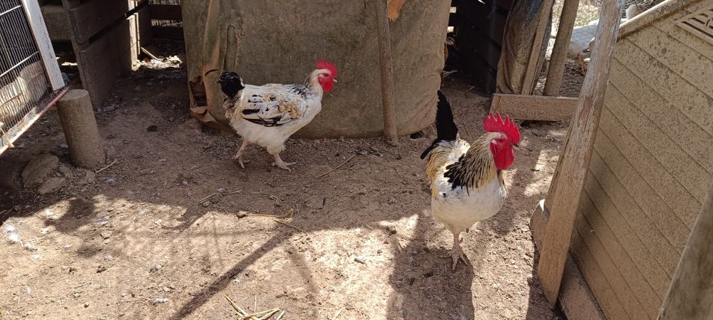 Galos Sussex procuram nova capoeira