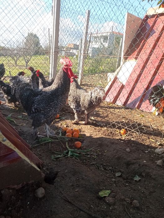 Pintos  pedrês portuguesa , malines, Marans,  rohde island red