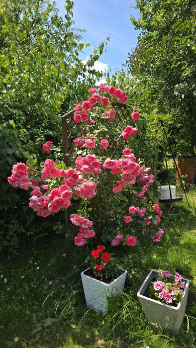 Działka rekreacyjna "ROD" Rajsy Krosno