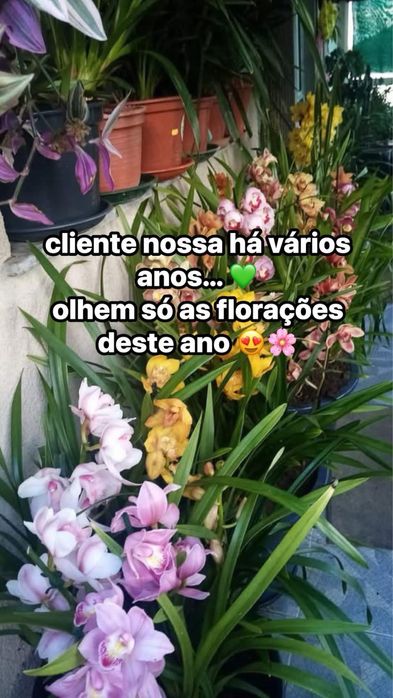 10 orquideas por 49€ sem flor variadas com envio grátis
