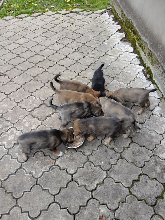 Віддам цуценят в хороші руки.