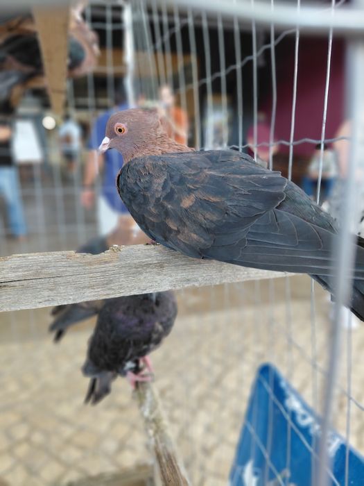 Pombos Arcanjo de boa qualidade