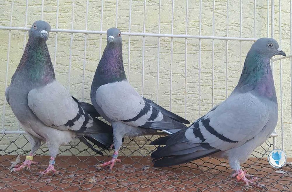 Tipplery Angielskie, lotne tipplery