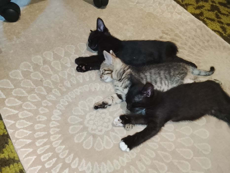 котята с семью игривые