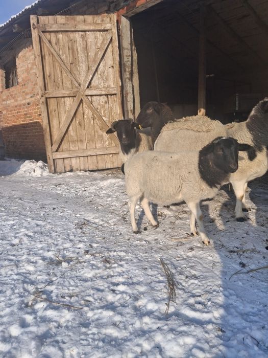 Продам на племя крос-дорперів.