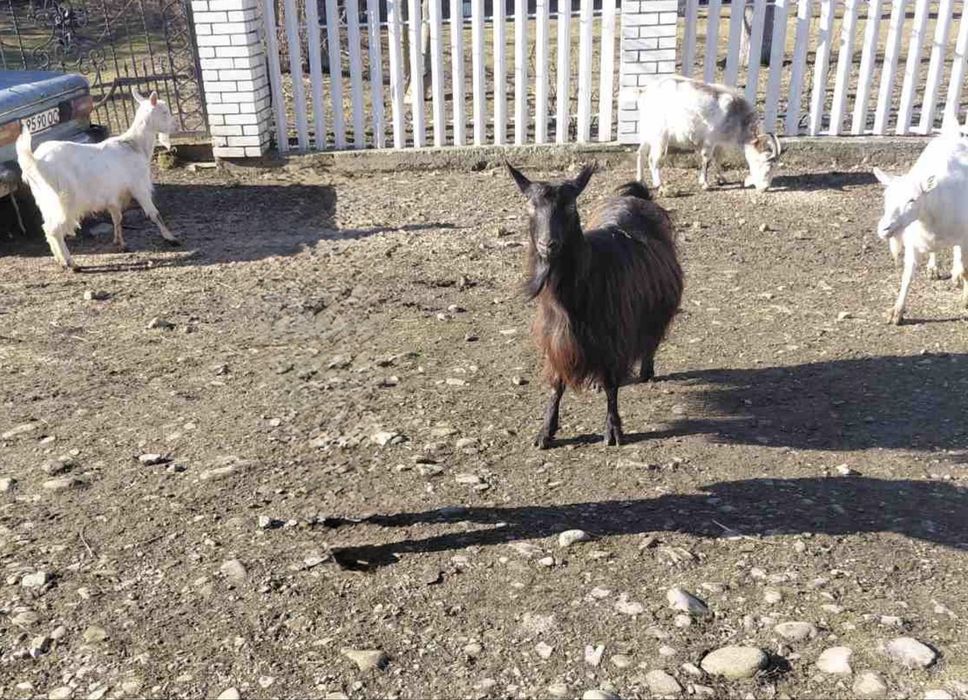 Продається коза
