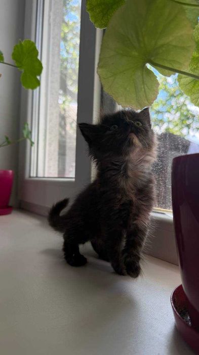 Котята в добрі руки