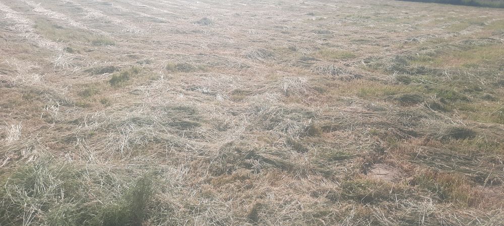 Сіно,' ⁸ у тюках 2025 року. 80 гр Приймаю замовлення на люцерню  .