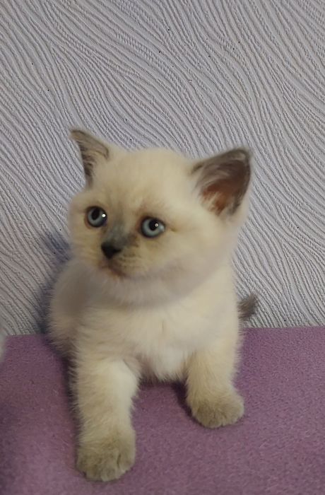 Кошенята плюшові шотландці