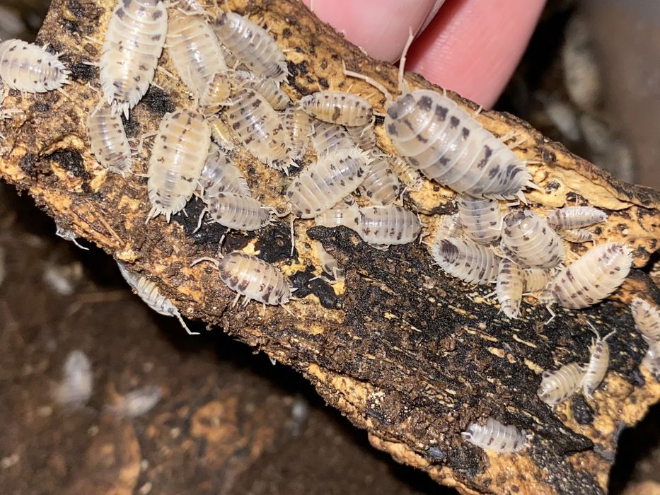 Porcellio laevis „Dairy Cow” isopody ekipa sprzatajaca do terrarium