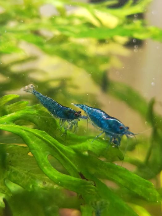 Camarões Neocaridina Blue Dream