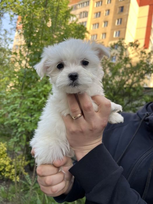 Мальтійська болонка. Мальтезе