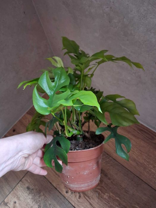 Monstera ''Minima'' Rhaphidophora tetrasperma
