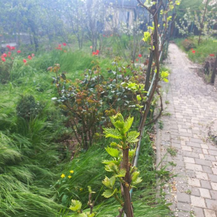 Продается  дом -дача возле моря( золотой треугольник Одессы, прописка