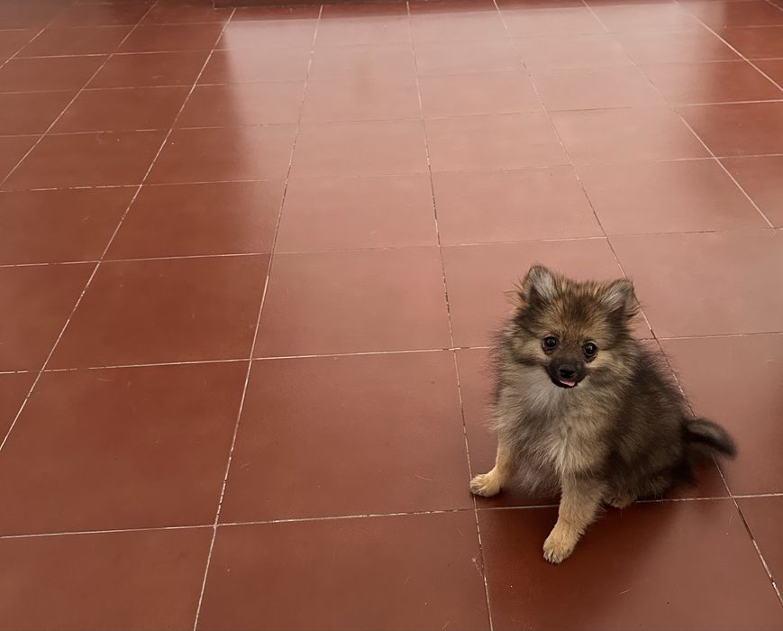 Spitz alemã anã fêmea