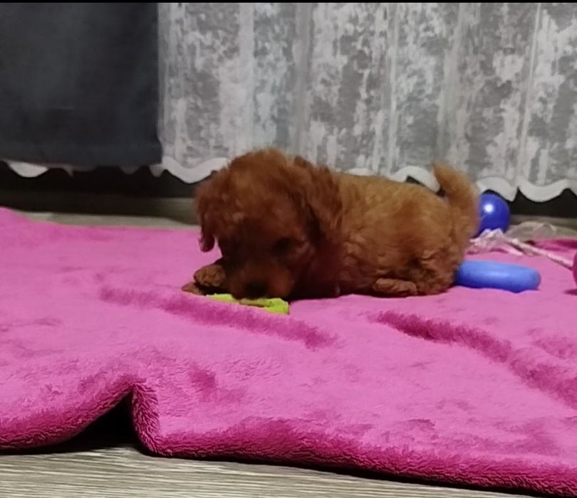 Мальчишки пуделя