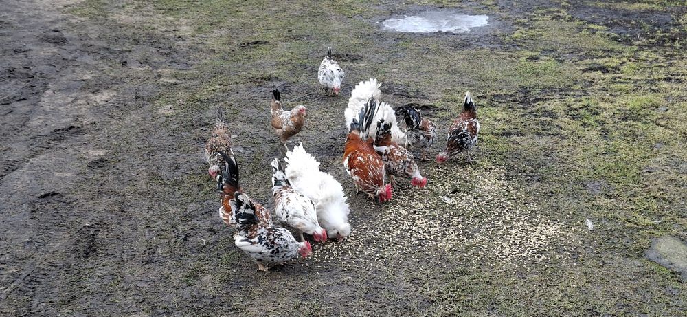 Kury karzełki i brahmy